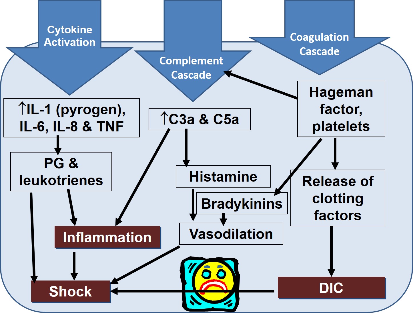 Consequences of the manufacture of large quantities of Interferon gamma, TNF and various cytokines in endotoxaemia