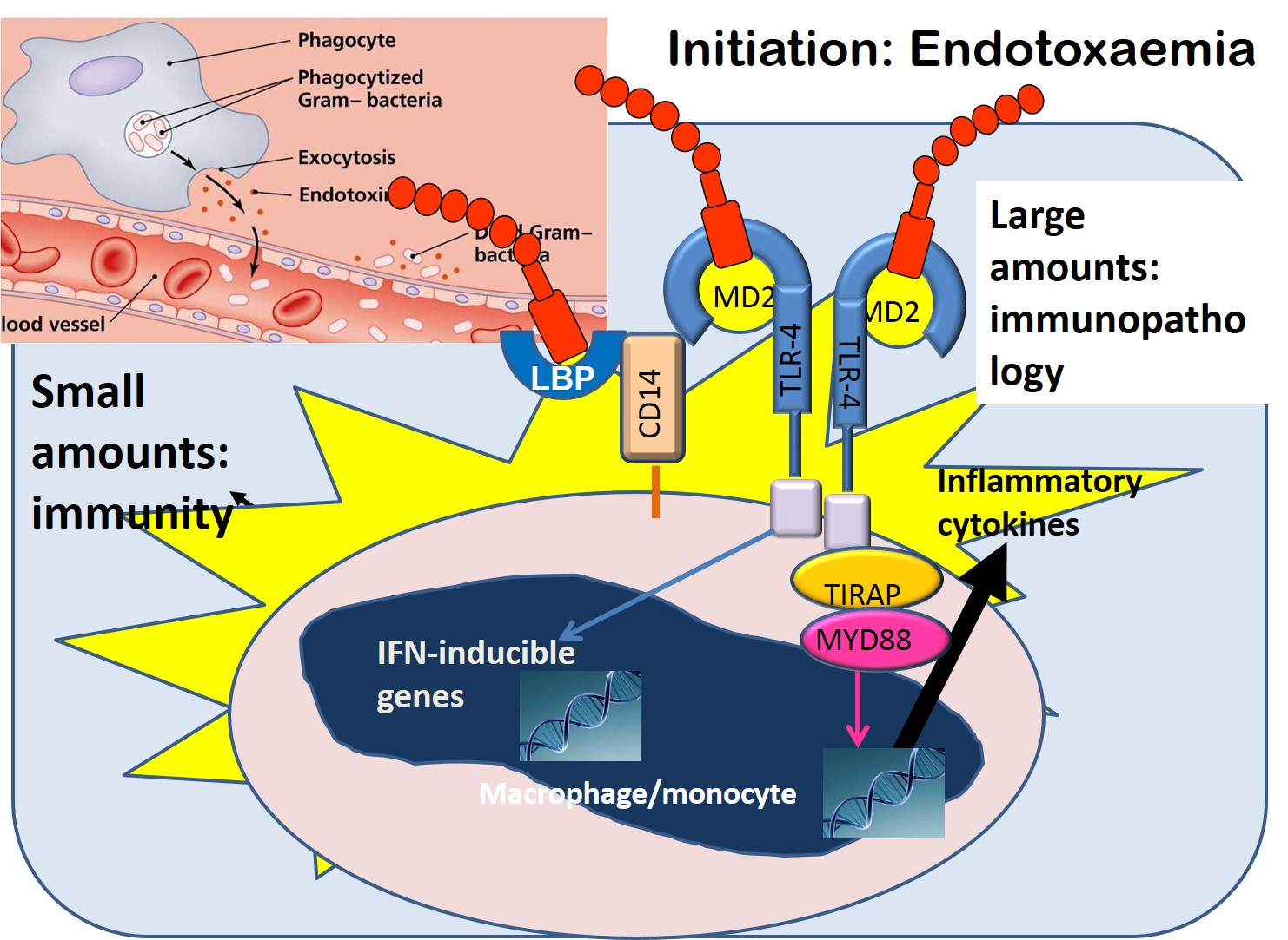 Basic molecular events leading to the activation of Toll-like 4 receptors on macrophages by the Lipid A-lipid A binding protein complex with the initiation of inflammation