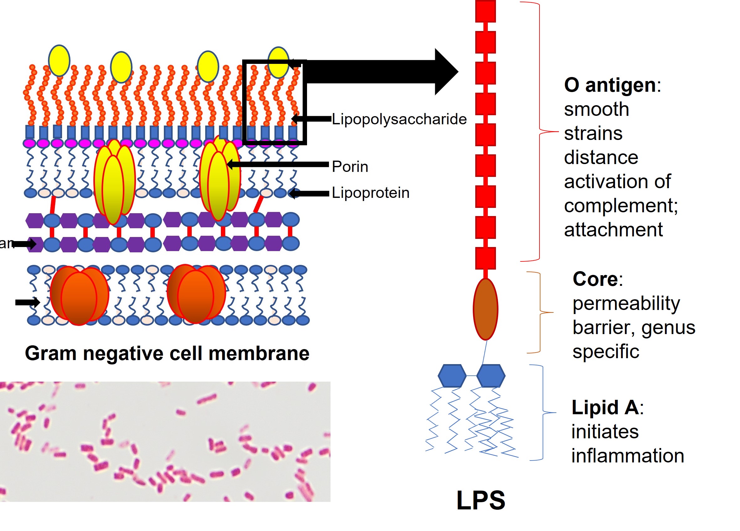 The basic structures and function of the Gram-negative bacterial outer membrane lipopolysaccharide (LPS). Also called endotoxin