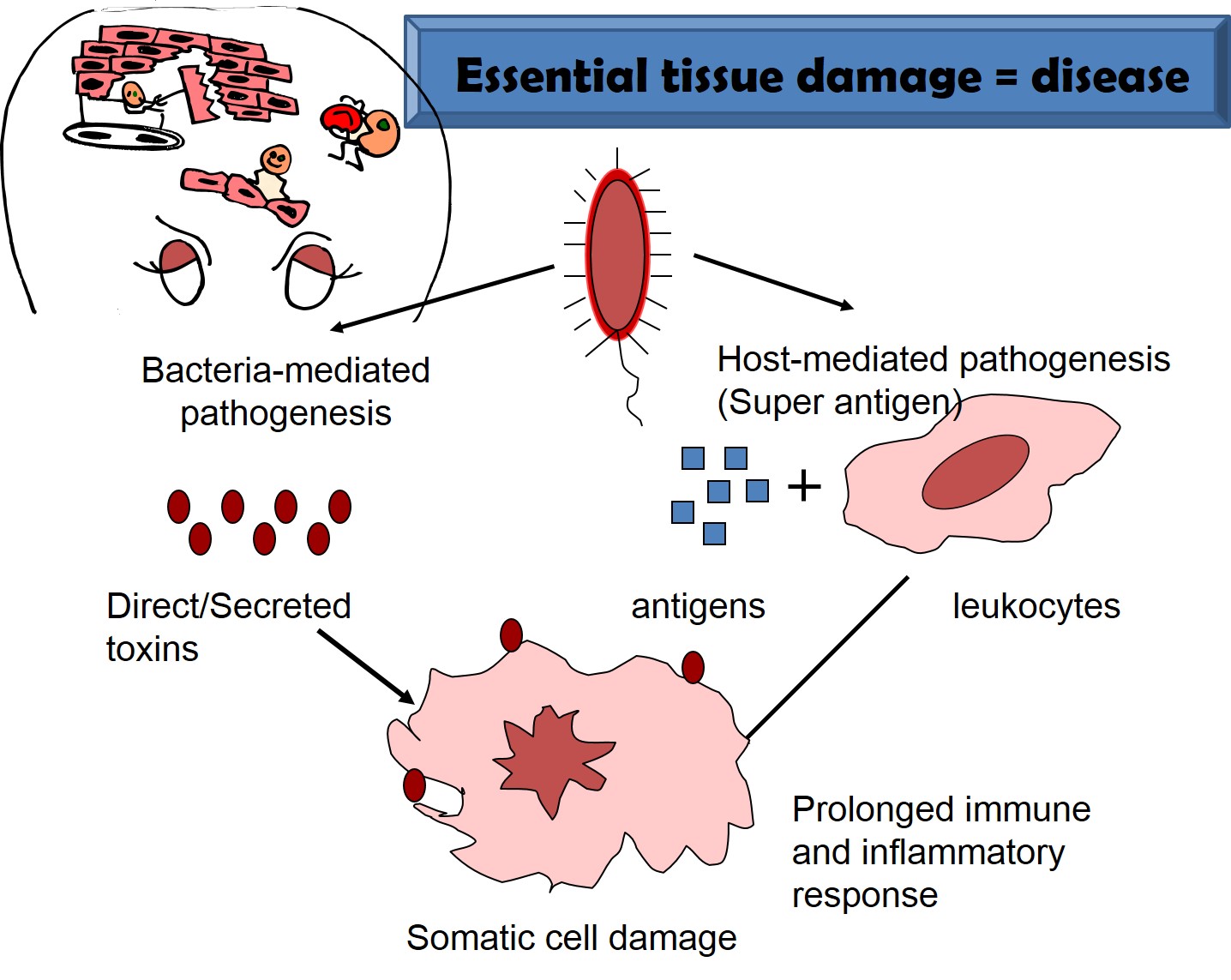 Bacteria can cause destruction of tissues, directly by proliferation and toxins or indirectly by inducing immune-mediated destruction.