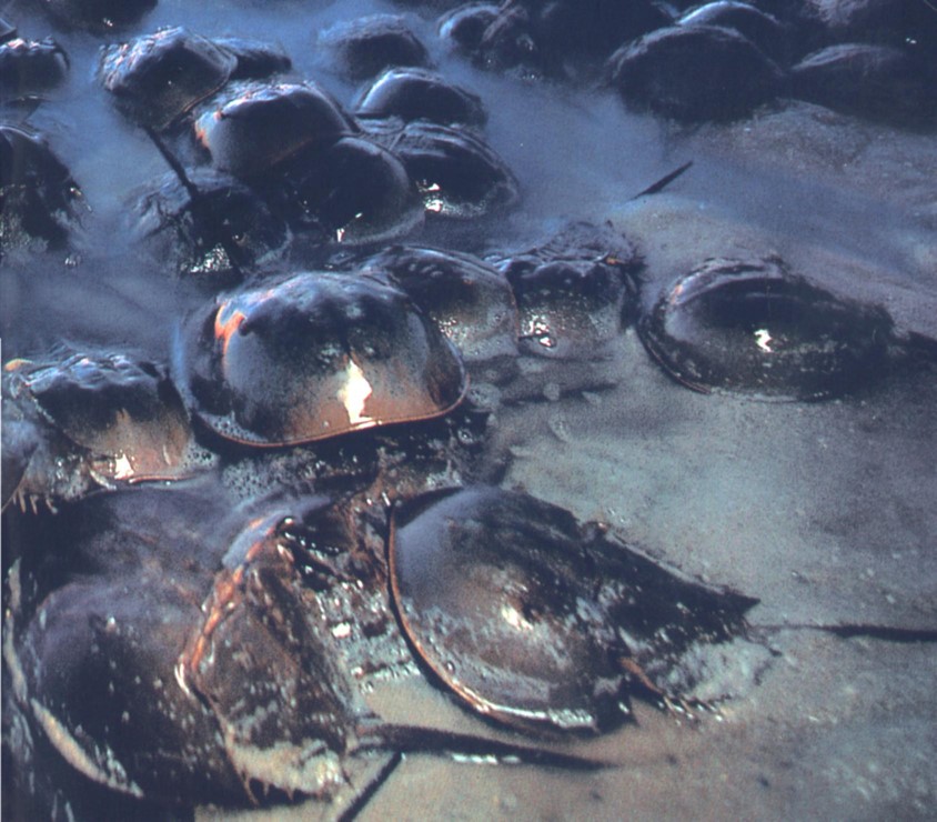 Horseshoe crab that is bled for the limulus amoebate assay.
