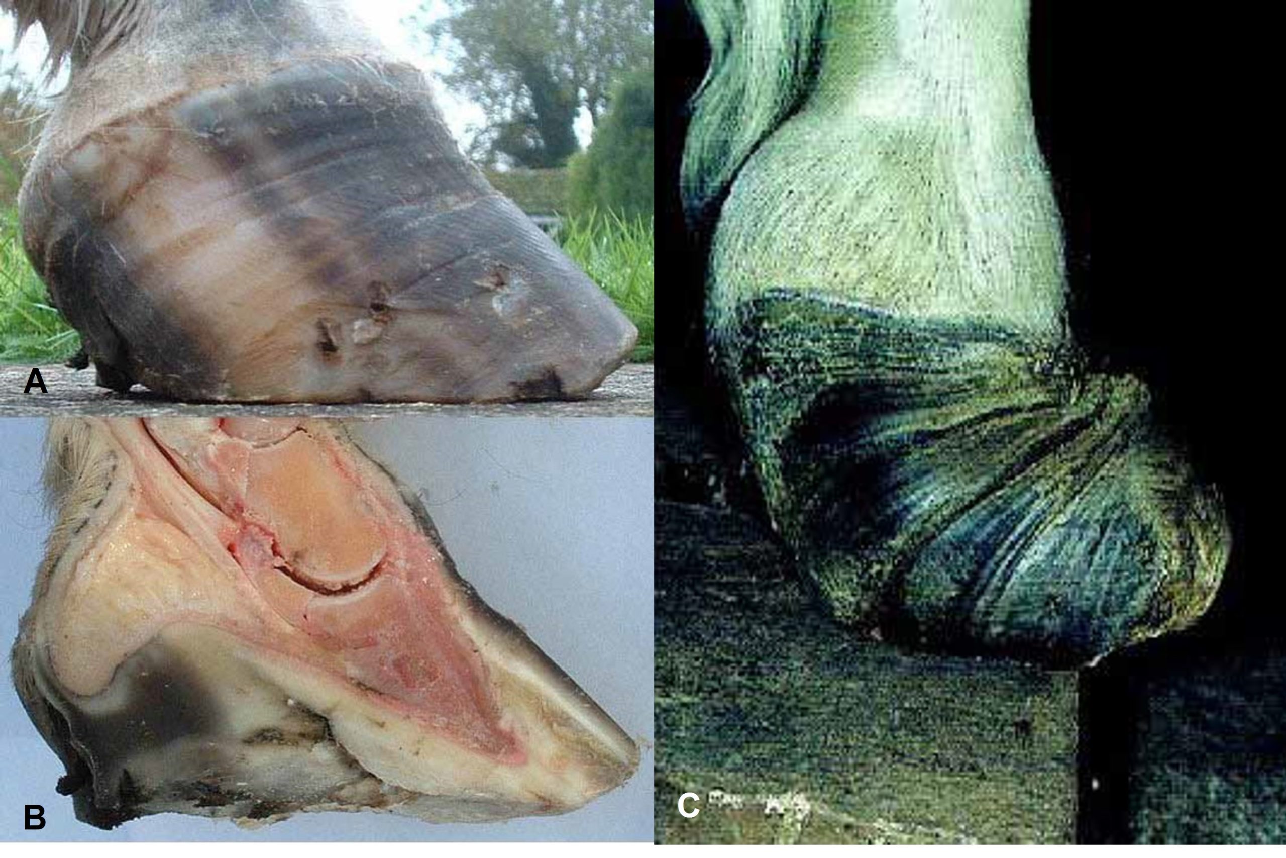 Laminitis in horses associated with endotoxaemia. B: Cut section of the hoof shown in A. Note the downwards rotation of the pedal bones. C: Chronic laminatis with loss of the outer hoof - also known as slipper formation