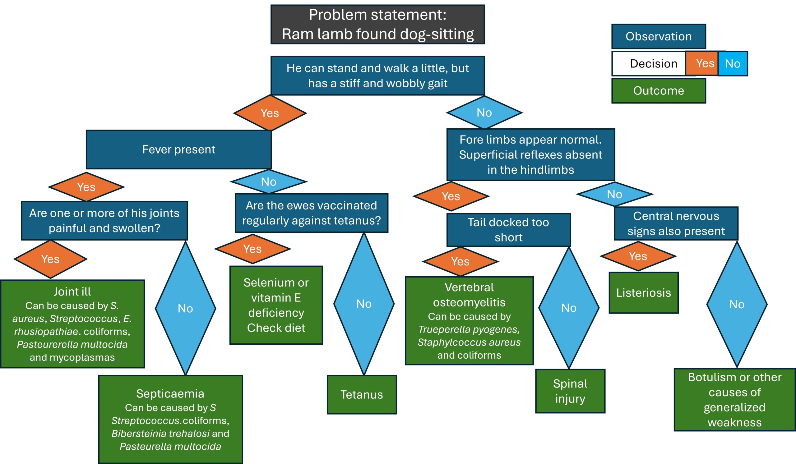 A Decision Tree used to diagnose the cause of hindlimb paresis in a ram lamb