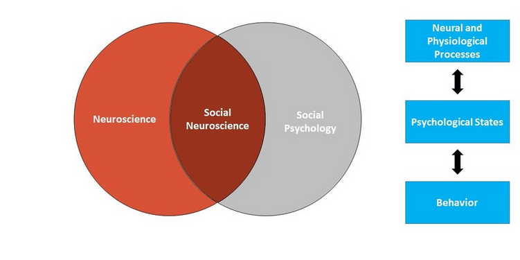 Simple Venn diagram showing the intersection of social psychology and neuroscience. Overlapping are three things- neuroscience, social neuroscience and social psychology.