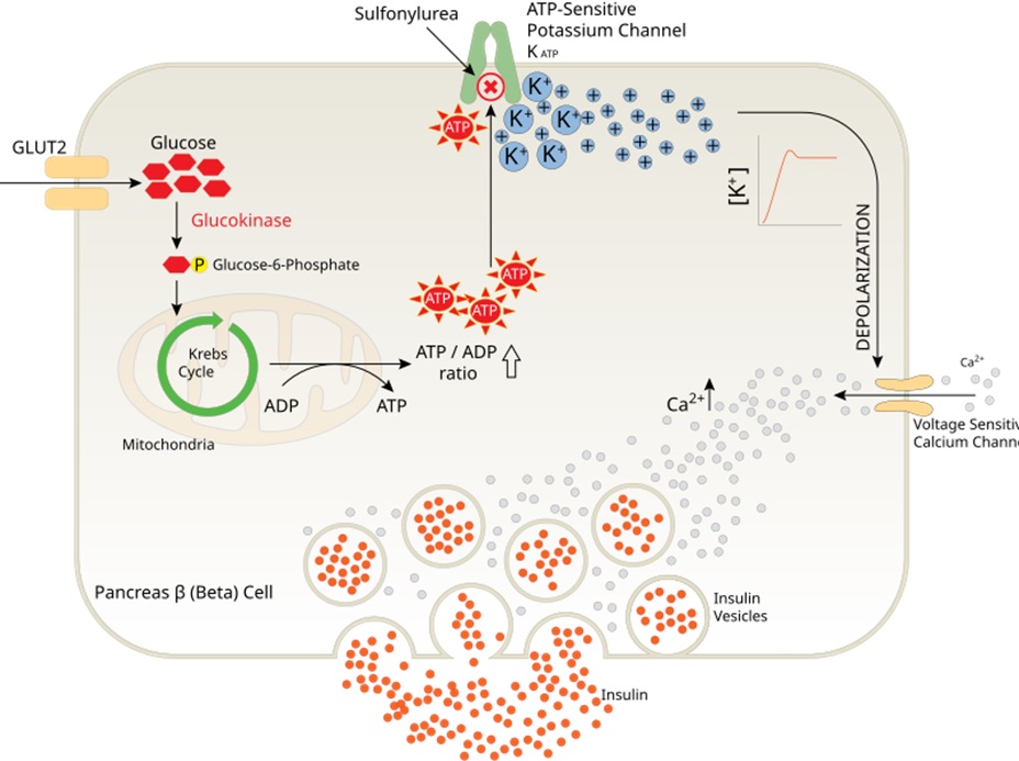 The impact of blocking the ATP-sensitive potassium channel, the depolarization of the cell and subsequent calcium influx and release of insulin from the insulin vesicles in the pancreatic beta-cell. Figure reproduced under creative commons license. Accessed Aug 2024. Available at https://commons.wikimedia.org/wiki/File:Glucose_Insulin_Release_Pancreas.svg