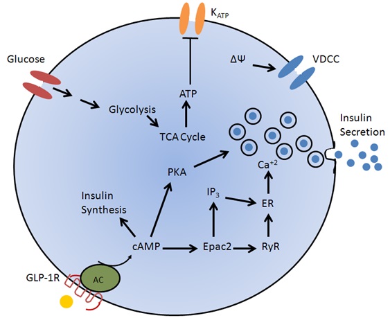 GLP-1 Receptor Agonists bind to the G protein coupled GLP-1 receptor which activates cAMP ultimately leading to increased insulin release.  Importantly, this requires glucose fuelled ATP formation to close ATP sensitive potassium channels (glucose dependent). Source: Williams J. Pancreapedia. Available online https://pancreapedia.org/molecules/glp-1-version-10 [accessed Aug 2024]