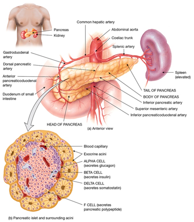 Figure 18.18 taken from Tortora et al. Principles of anatomy and physiology. Second Asia-Pacific ed. John Wiley & Sons; 2019.