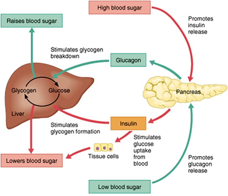 Source: https://www.atrainceu.com/content/4-regulation-blood-glucose