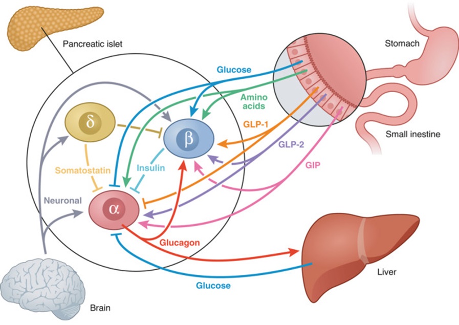 Source: Bengtsen et al. Mini-review: Glucagon responses in type 1 diabetes - a matter of complexity. Physiol Rep. 2021 Aug; 9(16): e15009.