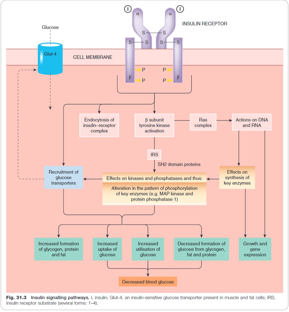 Source: Rang et al. Rang and Dale’s Pharmacology. 8th Ed. Elsevier; 2016.