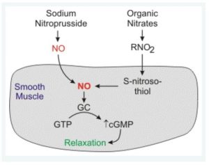 Klabunde, R. General Pharmacology. National Library of Medicine (US); 2007 [updated 2012 July 11; cited 2020 March 7]. Available from: https://cvpharmacology.com/vasodilator/nitro.