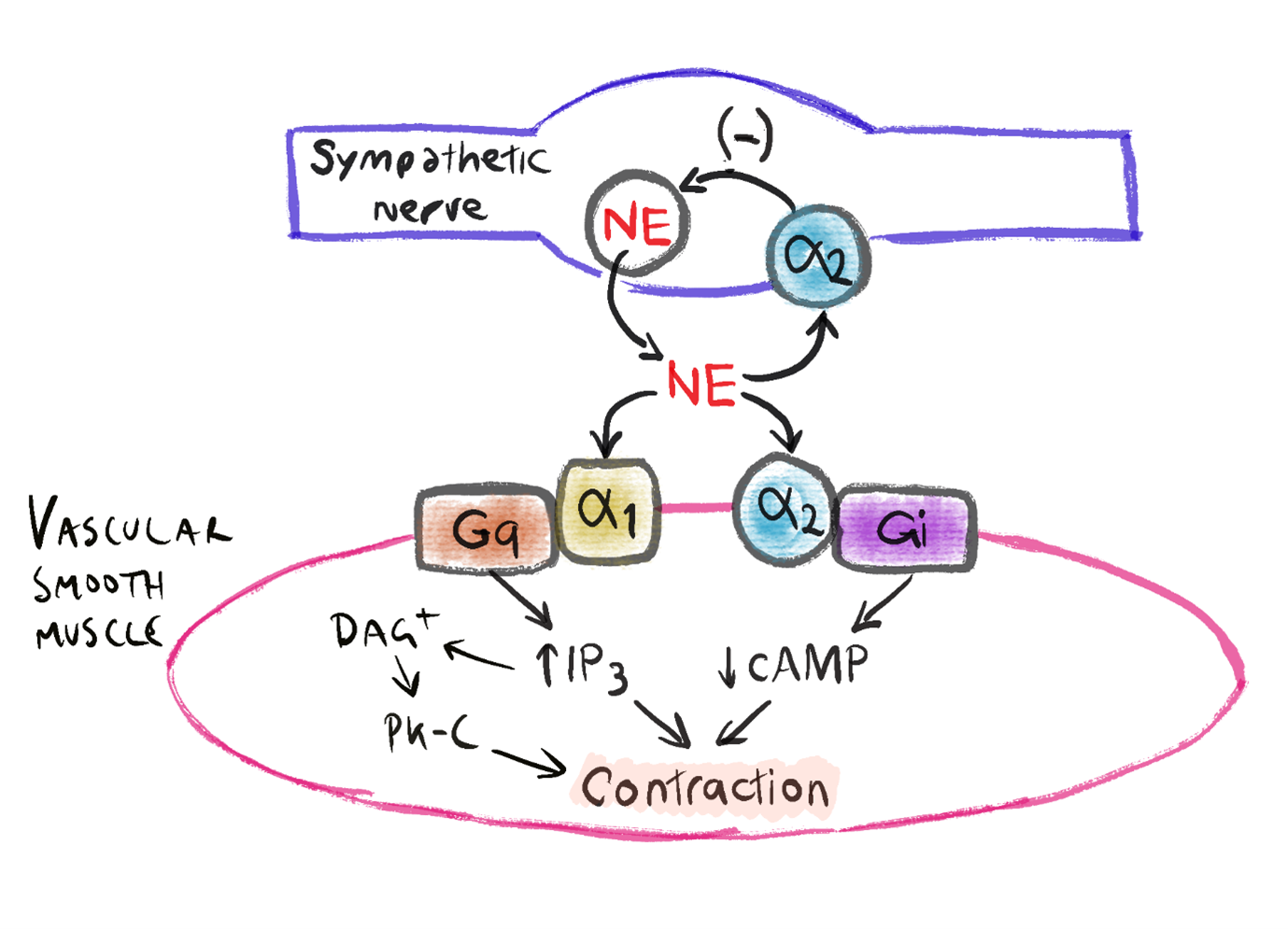 2.10 Alpha-Receptor Pharmacology – MD2012 – Medical Pharmacology