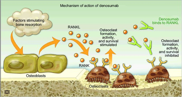 Mechanism of action of denosumab