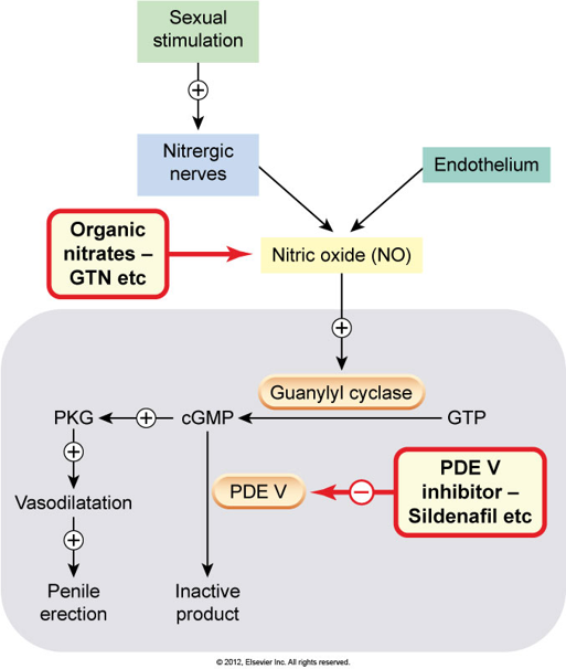 Figure from: Rang and Dale Pharmacology. 10th Ed 2020.