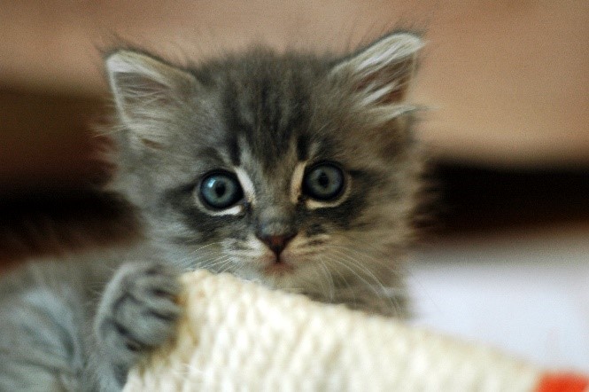 Very cute small kitten
